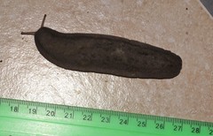 Laevicaulis natalensis natalensis