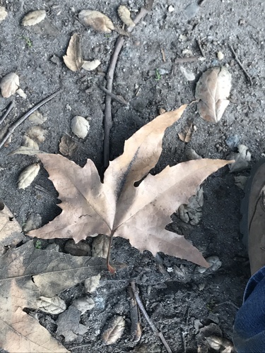 iNaturalist observation photo of western sycamore