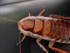 Drymaplaneta semivitta