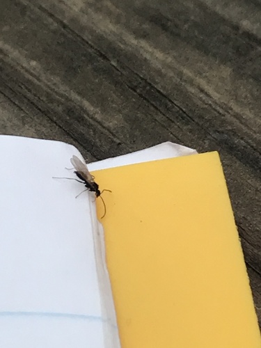 iNaturalist observation photo of American Winter Ant