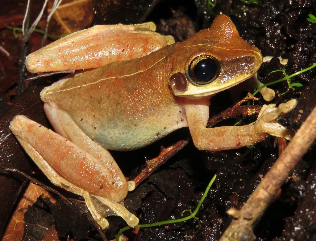 Cayenne Spiny-backed Frog