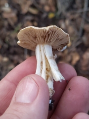 Inocybe geophylla
