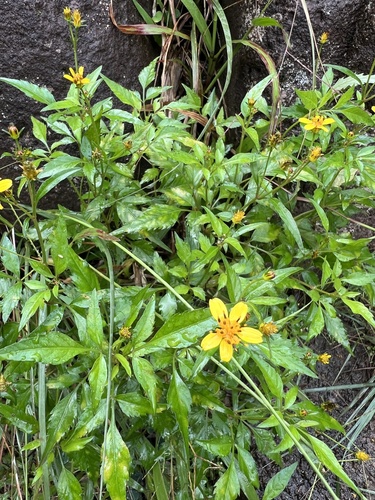 Bidens sandvicensis observed 2025-12-26