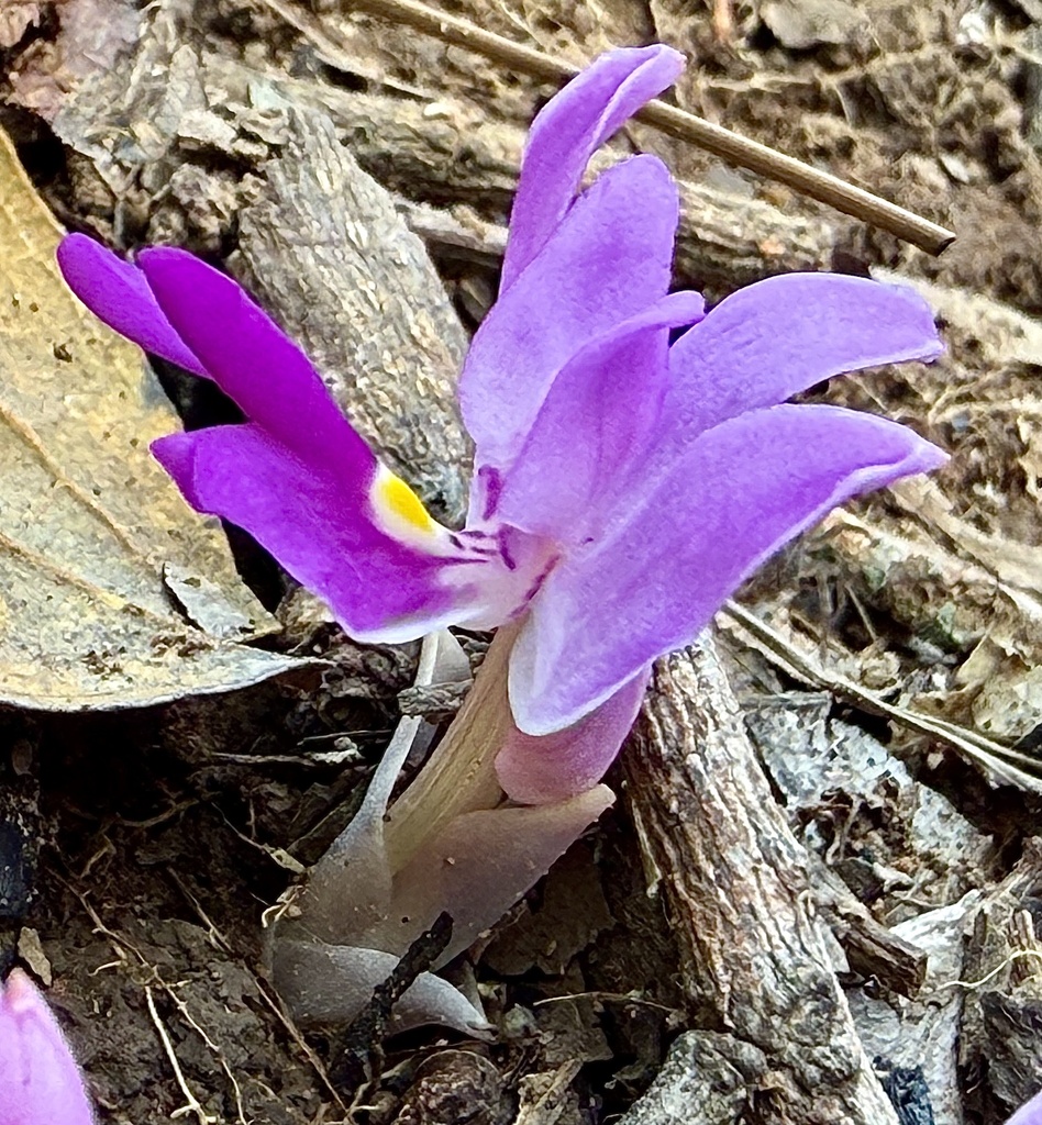 Brachycorythis lastii