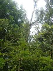 Saxegothaea conspicua