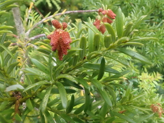 Saxegothaea conspicua