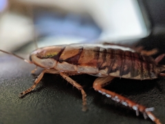 Drymaplaneta semivitta