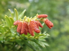 Saxegothaea conspicua