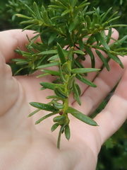 Saxegothaea conspicua