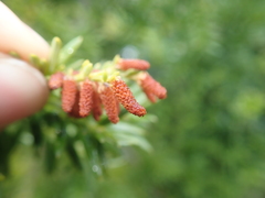 Saxegothaea conspicua