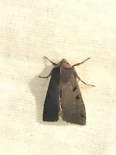 iNaturalist observation photo of Orthosia praeses