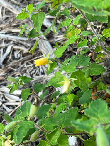 Poorman's Patch (Mentzelia floridana)