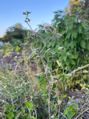 Mentzelia floridana, photograph author not stated, no rights reserved