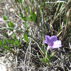 Ruellia parryi