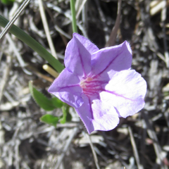 Ruellia parryi