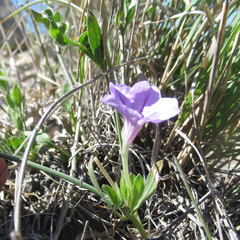 Ruellia parryi