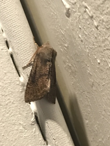 iNaturalist observation photo of Orthosia