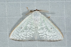 Arctornis poecilonipha