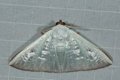Arctornis marginalis
