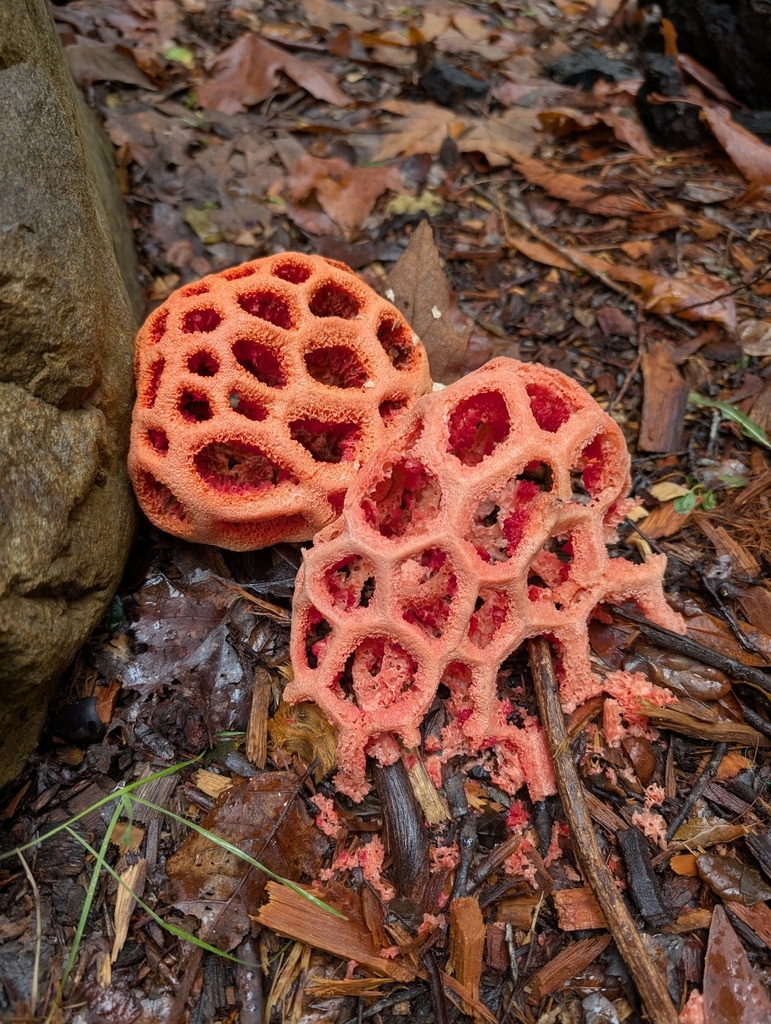 Clathrus ruber · December 2025 · photo: © akbirder (iNaturalist, cc-by)