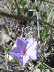 Ruellia parryi