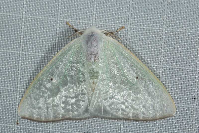 Arctornis camurisquama