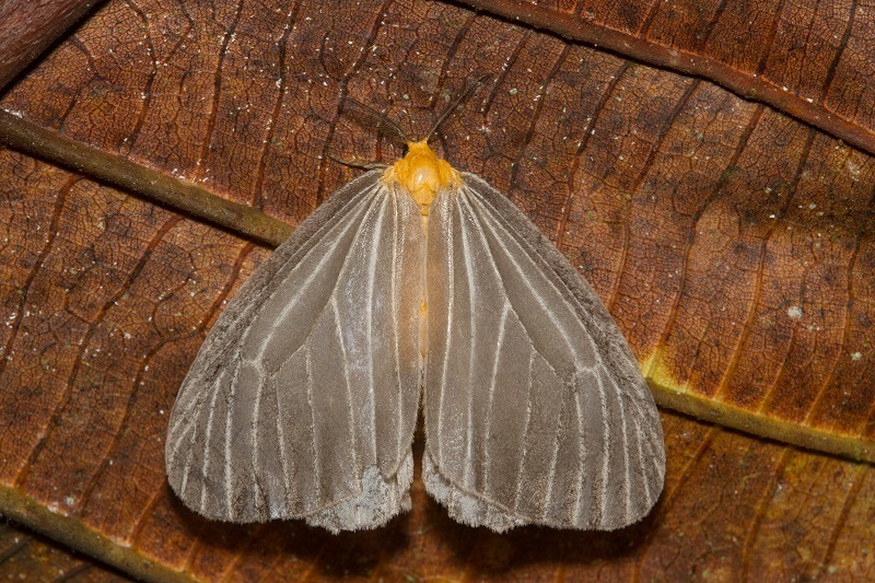 Birnara bicolor