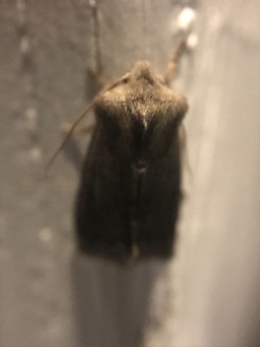 iNaturalist observation photo of Butterflies and Moths