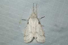 Calliteara diplozona