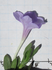 Ruellia parryi