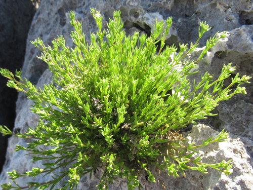 smallflower starviolet (Stenaria rupicola)