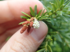 Saxegothaea conspicua