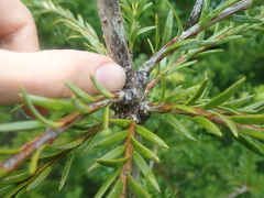 Saxegothaea conspicua