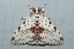 Lymantria brunneiplaga