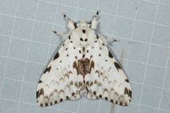 Lymantria brunneiplaga