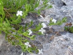 Stenaria rupicola