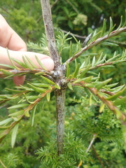 Saxegothaea conspicua