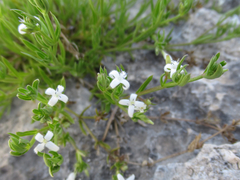 Stenaria rupicola