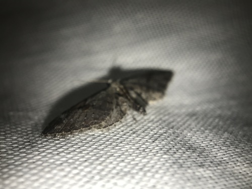 iNaturalist observation photo of Geometer Moths