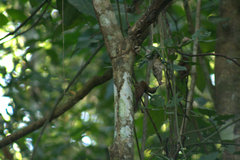 Lepidocolaptes souleyetii