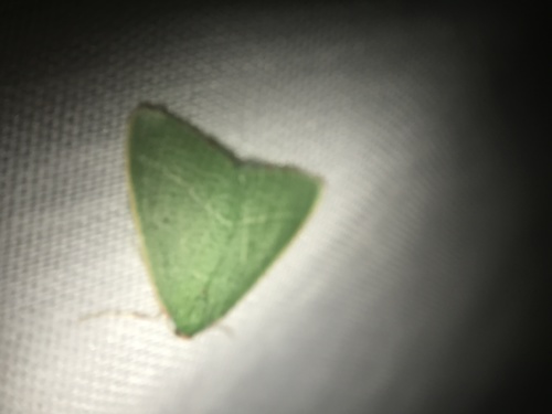 iNaturalist observation photo of Emerald Moths