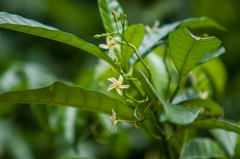 Tabernaemontana alba