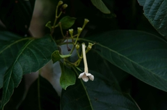 Blepharidium guatemalense