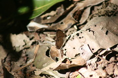 Cissia