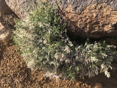 Galium stellatum eremicum