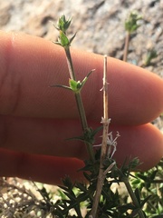 Galium stellatum eremicum
