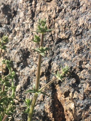 Galium stellatum eremicum