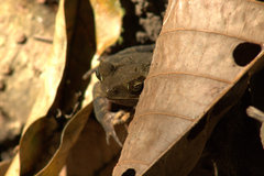 Incilius aucoinae