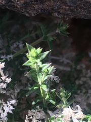 Galium stellatum eremicum