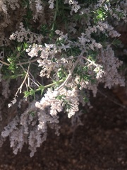 Galium stellatum eremicum